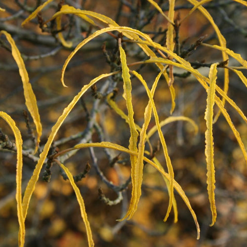 Frangula alnus Fine Line