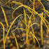 Frangula alnus Fine Line