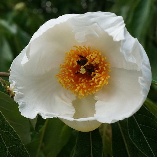 Franklinia alatamaha