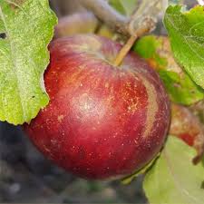 Apple Frederick