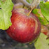 Apple Frederick