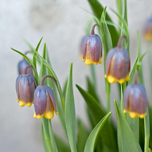 Fritillaria uva-vulpis