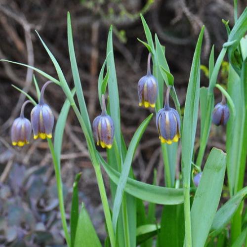 Fritillaria uva-vulpis