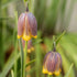 Fritillaria uva-vulpis