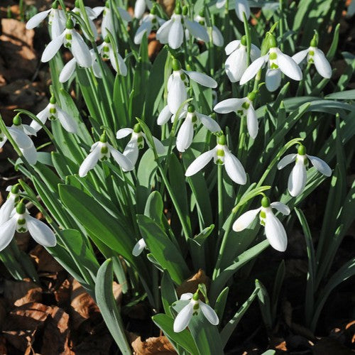 Galanthus elwesii