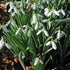 Galanthus elwesii