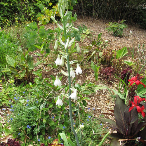 Galtonia candicans