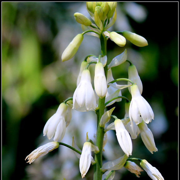 Galtonia candicans