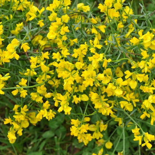 Genista lydia – Future Forests