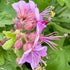 Geranium Bevan's Variety