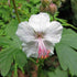Geranium x cantabrigiense Biokovo