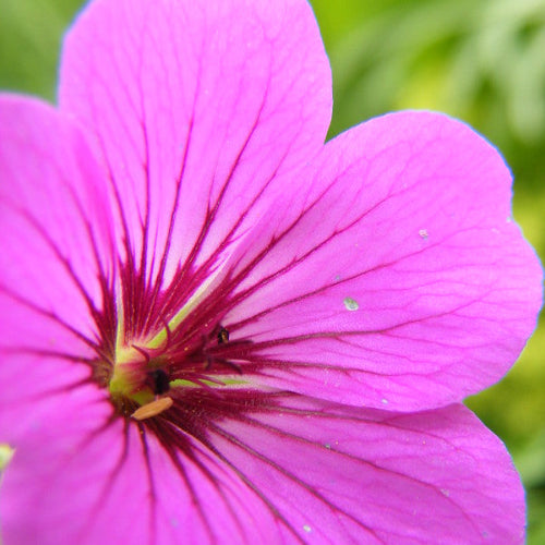 Geranium Patricia