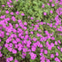 Geranium Russell Pritchard