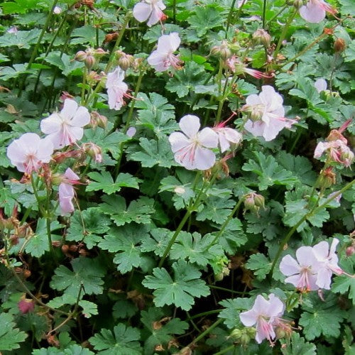 Geranium x cantabrigiense Biokovo