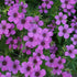 Geranium Patricia