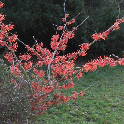 Hamamelis x intermedia Rubin