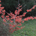 Hamamelis x intermedia Rubin