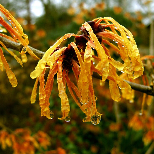 Hamamelis x intermedia Aphrodite