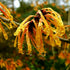 Hamamelis x intermedia Aphrodite