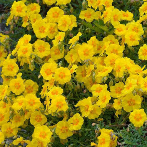 Helianthemum Ben Fhada