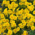 Helianthemum Ben Fhada