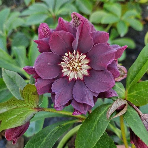 Helleborus orientalis ViV® Luisa