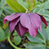 Helleborus orientalis ViV® Luisa