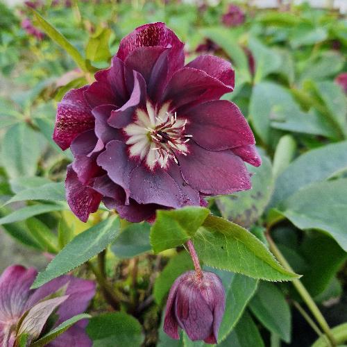 Helleborus orientalis ViV® Luisa