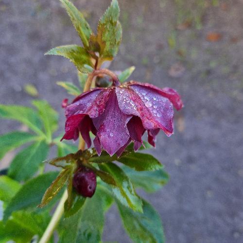 Helleborus orientalis ViV® Elena