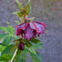 Helleborus orientalis ViV® Elena