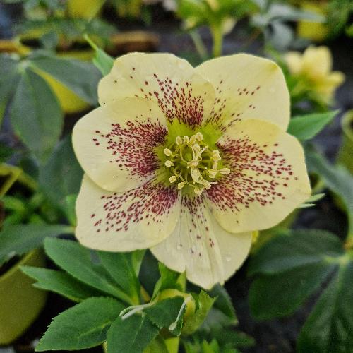 Helleborus orientalis ViV® Maeva