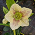 Helleborus orientalis ViV® Maeva