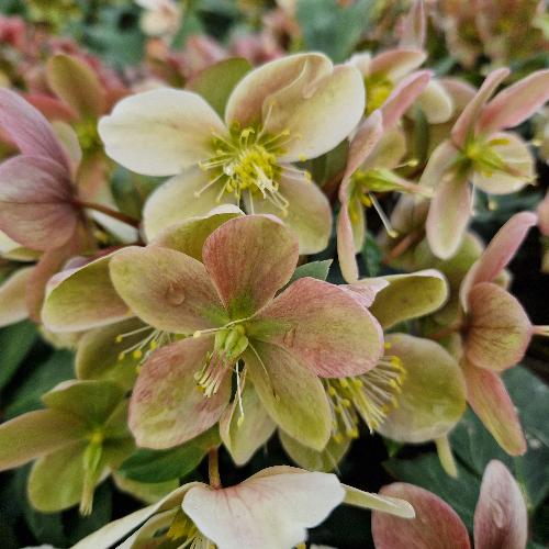 Helleborus orientalis ViV® Valeria