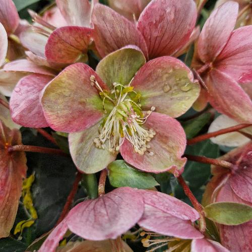 Helleborus orientalis ViV® Valeria