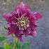 Helleborus orientalis ViV® Elena