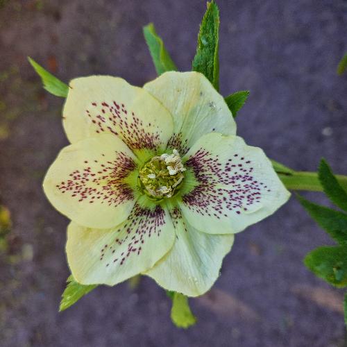 Helleborus orientalis ViV® Maeva