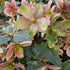 Helleborus orientalis ViV® Valeria