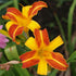 Hemerocallis Frans Hals