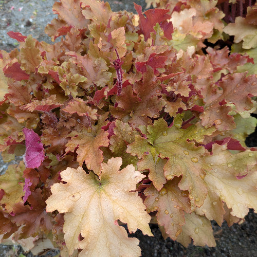 Heuchera Orange Berry