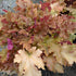Heuchera Orange Berry