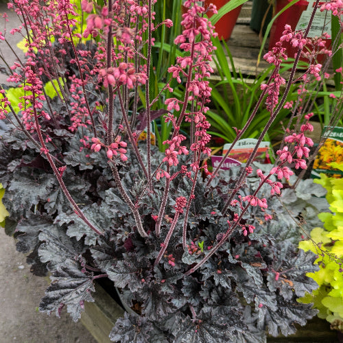 Heuchera Timeless Night