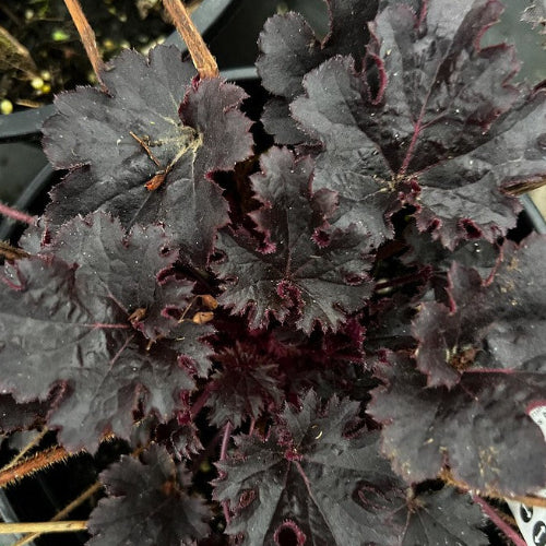 Heuchera Timeless Night