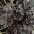Heuchera Timeless Night