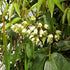 Holboellia coriacea