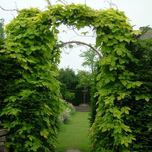 Humulus lupulus Nordbrau