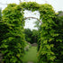 Humulus lupulus Nordbrau