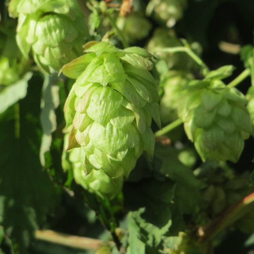 Humulus lupulus Nordbrau