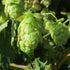 Humulus lupulus Nordbrau