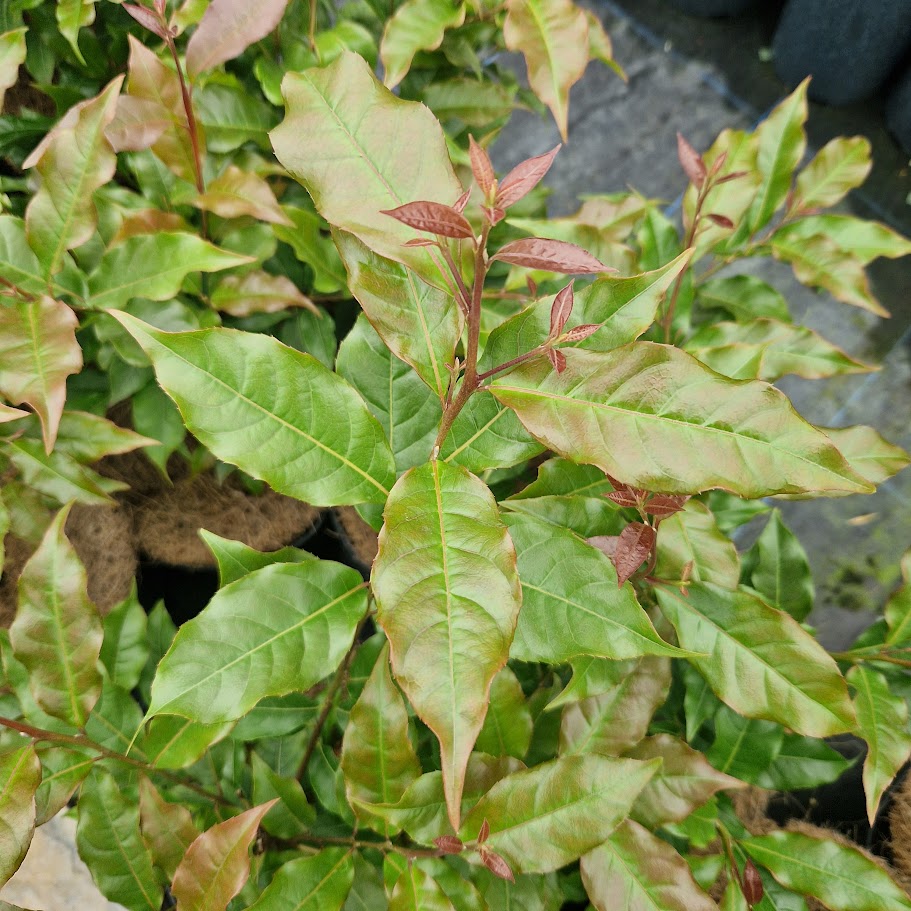 Huodendron biaristatum