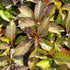 Hydrangea macrophylla Ruby Red (Kolmaru)